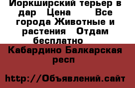 Йоркширский терьер в дар › Цена ­ 1 - Все города Животные и растения » Отдам бесплатно   . Кабардино-Балкарская респ.